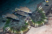 Painted sweetlips (Diagramma pictum) juveniles sheltering over Haddon's carpet anemone (Stichodactyla haddoni)  Lembeh, North Sulawesi, Indonesia.