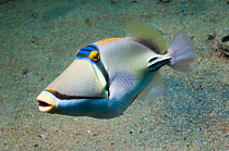 Arabian picassofish (Rhinecanthus assasi) Egypt, Red Sea.  Only found Red Sea to Gulf Oman and Arabian Gulf.