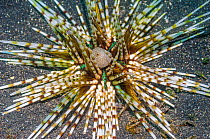 Urchin (Echinothrix calamaris) Indonesia.