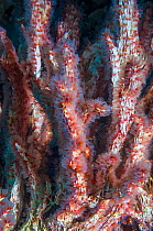Coral worms (Filograna implexa / Serpulidae).  A colonial species of worm that builds irregular masses of calcareous tube.  West Papua, Indonesia.