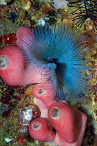 Fan worm (Sabella sp) and unknown sponge, Raja Ampat, West Papua, Indonesia.