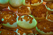 Acoel flatworms (Waminoa sp) on polyps of Bubble coral (Plerogyra sinuosa) Indonesia. This flatworm can cover the whole surface of some corals, leaving them no way to catch plankton and their symbioti...