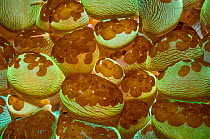 Acoel flatworms (Waminoa sp) on polyps of Bubble coral (Plerogyra sinuosa) Indonesia. This flatworm can cover the whole surface of some corals, leaving them no way to catch plankton and their symbioti...