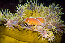RF - Pink anemonefish (Amphiprion perideraion) with host anemone (Heteractis magnifica). Bunaken National Park, North Sulawesi, Indonesia. (This image may be licensed either as rights managed or royal...
