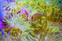 RF - Pink anemonefish (Amphiprion perideraion) with host anemone (Heteractis magnifica).  Bunaken National Park, North Sulawesi, Indonesia. (This image may be licensed either as rights managed or roya...