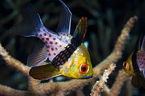Pajama cardinalfish (Sphaeramia nematoptera)  West Papua, Indonesia