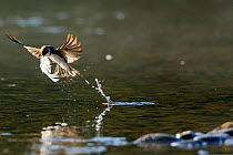 Sand martin (Riparia riparia) taking swan feather from surface of River Wy to line its nest located nearby, Herefordshire, UK, May.