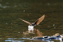 Sand martin (Riparia riparia) about to grab swan feather on surface of River Wye to line its nest located nearby, Herefordshire, UK, May.