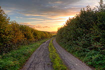 Country lane lined by dense hedgerows stretching towards sunset, Somerset, UK, October 2015.