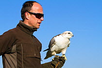 Gyrfalcon (Falco rusticolus) cross Saker falcon (Falco cherrug) adult female, captive bird, part bred with Saker falcon, with trainer Lloyd Buck, Somerset, UK, January.