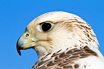 Gyrfalcon (Falco rusticolus) cross Saker falcon (Falco cherrug) adult female, captive bird, part bred with Saker falcon, Somerset, UK, January.