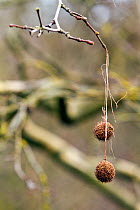 Seed balls of the London Plane tree (Platanus spp.) hanging from leafless twigs near Bristol, UK, March.