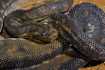 Arafura filesnake (Acrochordus arafurae) captive occurs in Queensland, Australia.