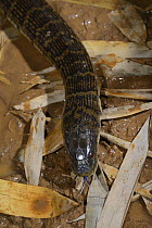 Bocourt's mud snake (Subsessor bocourti) captive, occurs in South East Asia.
