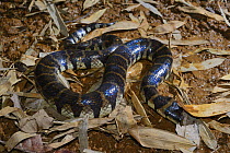 Bocourt's mud snake (Subsessor bocourti) captive, occurs in South East Asia.