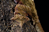 Kuhl's flying gecko (Ptychozoon kuhli) captive, occurs in South East Asia.