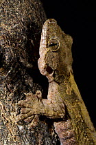 Kuhl's flying gecko (Ptychozoon kuhli) captive, occurs in South East Asia.
