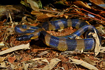 Bismarck ringed python (Botrochilus boa) captive, occurs in Papua New Guinea.