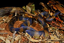 Bismarck ringed python (Botrochilus boa) captive, occurs in Papua New Guinea.