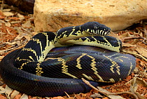 Boelens python (Simalia boeleni) captive occurs in New Guinea.