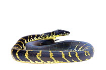 Boelens python (Simalia boeleni) captive occurs in New Guinea.