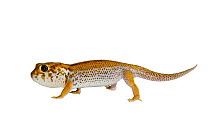 Wonder gecko (Teratoscincus keyserlingi) captive, occurs in Asia.