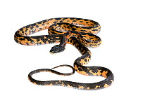 Diadem snake (Spalerosophis atriceps) captive, occurs in India, Pakistan and Nepal.