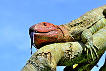 Northern caiman lizard (Draecena guianensis) captive occurs in South America.