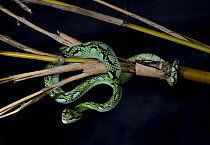 Sri Lankan pit viper (Trimeresurus trigonocephalus) captive, occurs in Sri Lanka.