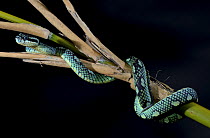 Sri Lankan pit viper (Trimeresurus trigonocephalus) captive, occurs in Sri Lanka.