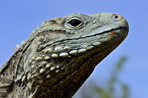 Blue iguana (Cyclura lewisi) captive, endangered species occurs in Cayman Islands.
