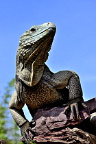 Blue iguana (Cyclura lewisi) captive, endangered species occurs in Cayman Islands.