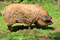 Mangalitza / sheep pig (Sus scrofa domesticus) breed from Hungary.