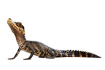 Cuvier's dwarf caiman (Paleosuchus palpebrosus) captive, occurs in South America.