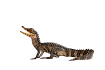 Cuvier's dwarf caiman (Paleosuchus palpebrosus) captive, occurs in South America.