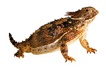 Regal horned lizard (Phrynosoma solare) captive occurs in Southern USA and Mexico