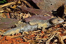 Bobtail Tiliqua (Trachydosaurus rugosa) captive, occurs in Australia.