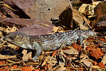 Bobtail Tiliqua (Trachydosaurus rugosa) captive, occurs in Australia.