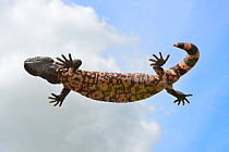 Gila monster (Heloderma suspectum) on glass viewed from below against the sky, captive, occurs in USA and Mexico.