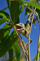 Serrated casquehead iguana (Laemanctus serratus) with open mouth, captive, occurs in central America.