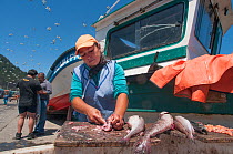 Fisherman cleaning Hake (Merluccius hubbsi) on pier, Chile. February 2016.