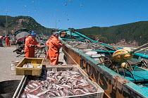 Fishermen selling Hake (Merluccius hubbsi) on pier, Chile, February 2016.