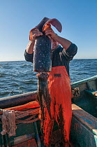 Fisherman holding Humboldt squid (Dosidicus gigas)  Chile, February 2016.