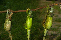 Common iguanas (Iguana iguana) sold live for food, Georgetown, Guyana, South America