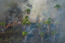 Fire in wetland, West Demerara Conservancy, near Georgetown, Guyana, South America