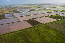 Aerial view of rice crop production in coastal area of Guyana, South America
