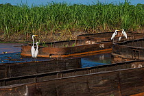 Sugarcane barges (punts) with various Egrets, Wales, Georgetown, Guyana, South America