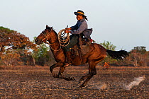 Amerindian cowboy on horseback at cattle ranch,  Rurununi savanna, Guyana, South America