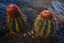 Pope's nose cactus (Proboscides jussieui) Rupununi savanna, Guyana, South America