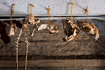 Various animal skulls hanging up, some Jaguar (Panthera onca) Dadanawa cattle Ranch, South Rupununi savanna, Guyana, South America.  Once the largest private ranch in the world.